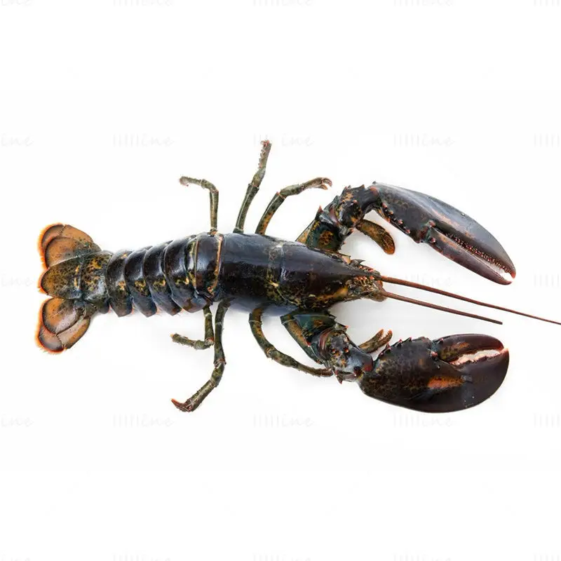 American Lobster photo