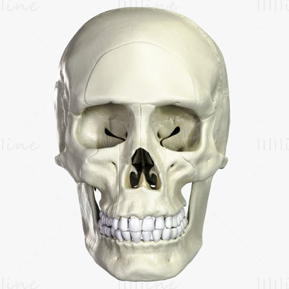 Atlas anatômico do crânio humano modelo 3d