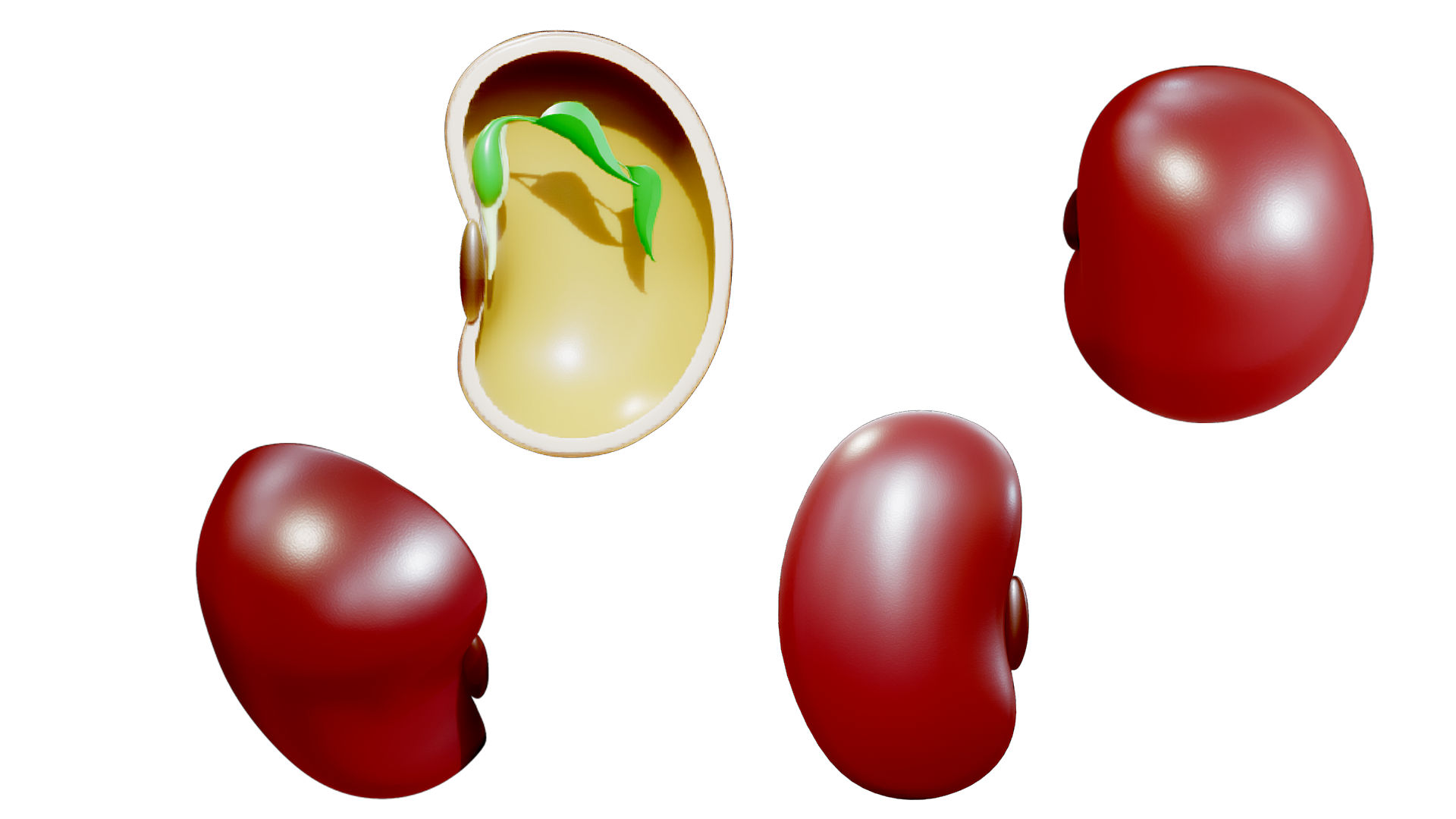 Anatomy of A Bean Seed