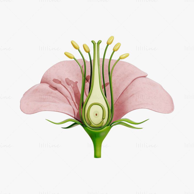 Anatomie van een bloem 3D-model