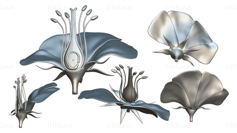Anatomie van een bloem 3D-model