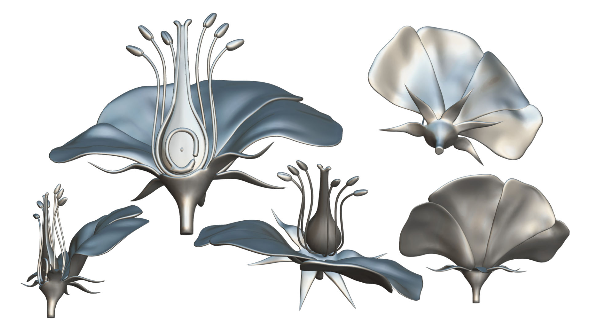 Anatomy of a flower 3d model