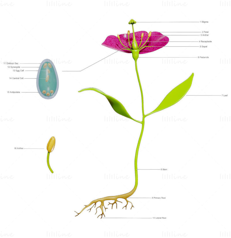 Anatomy of A Flower 3D Model