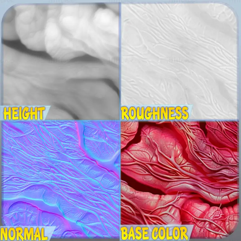 Anatomy Seamless Texture