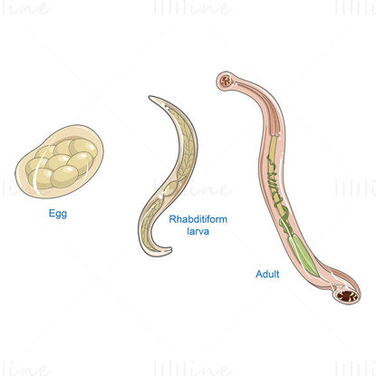Ancylostoma duodenale vector scientific illustration