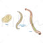 Ancylostoma duodenale vector scientific illustration