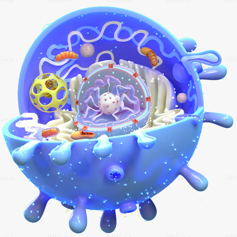 Animal Cell 3D Model
