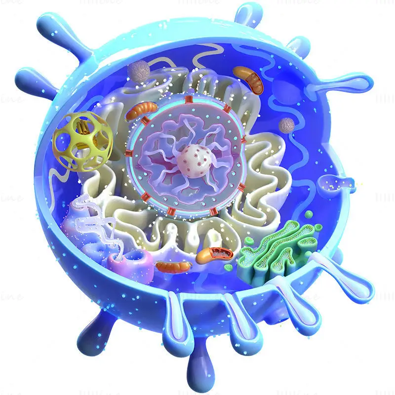 Animal Cell medical illustration