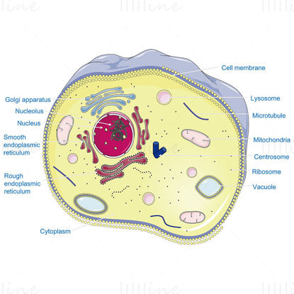 Animal cellevektor