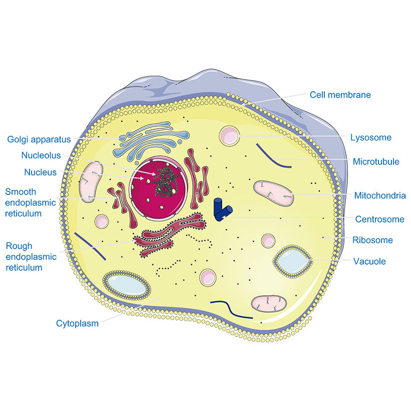 Animal cell vector