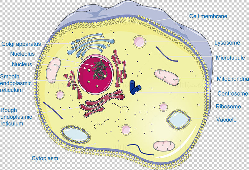 وکتور سلول حیوانی