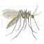Anopheles mosquito vector