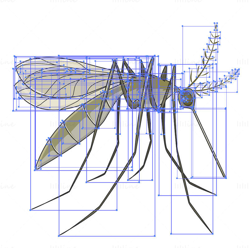 Mosquito anofeles vector