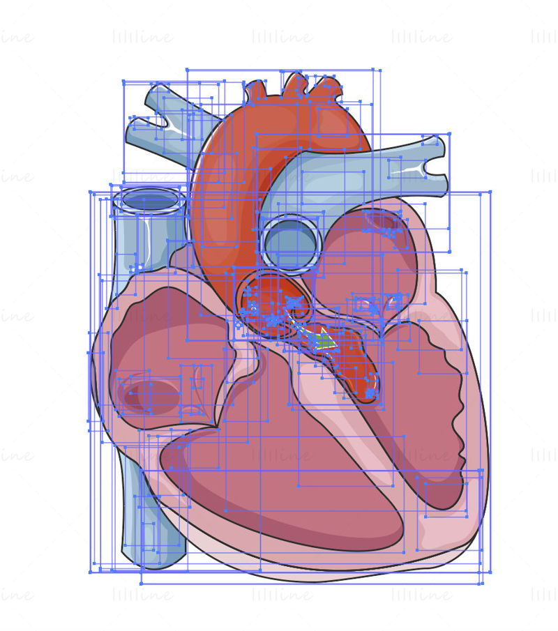 Vecteur de régurgitation valvulaire aortique