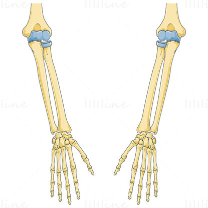 Illustration scientifique de vecteur d'os de bras