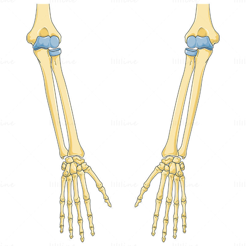 腕の骨のベクトルの科学的な図
