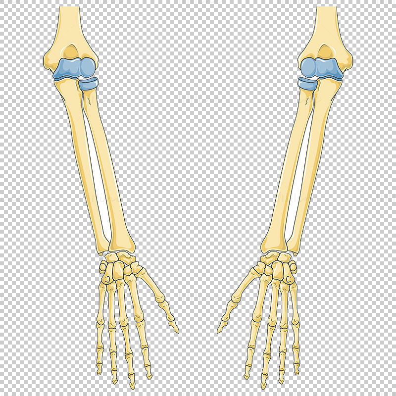 Векторска научна илустрација костију руку