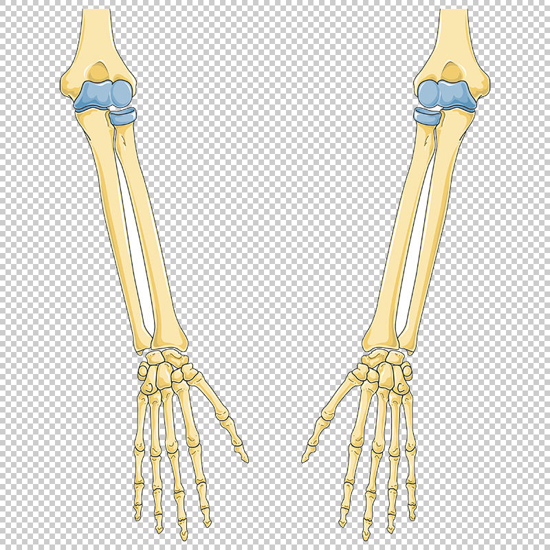 Arms bone vector scientific illustration