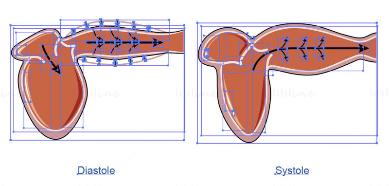 动脉缓冲功能矢量图科研绘图