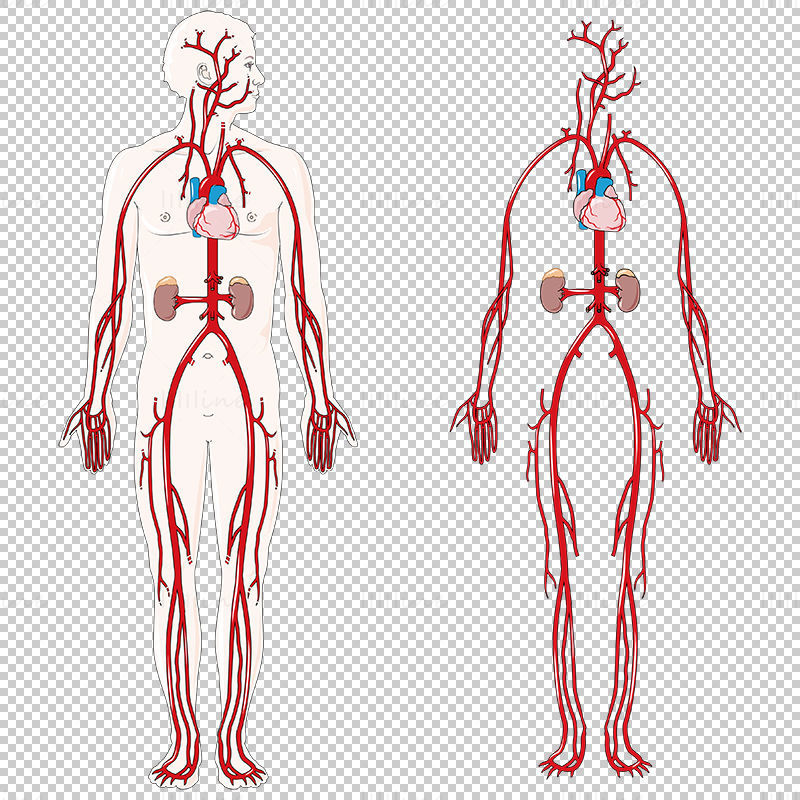 Arterial circulation vector