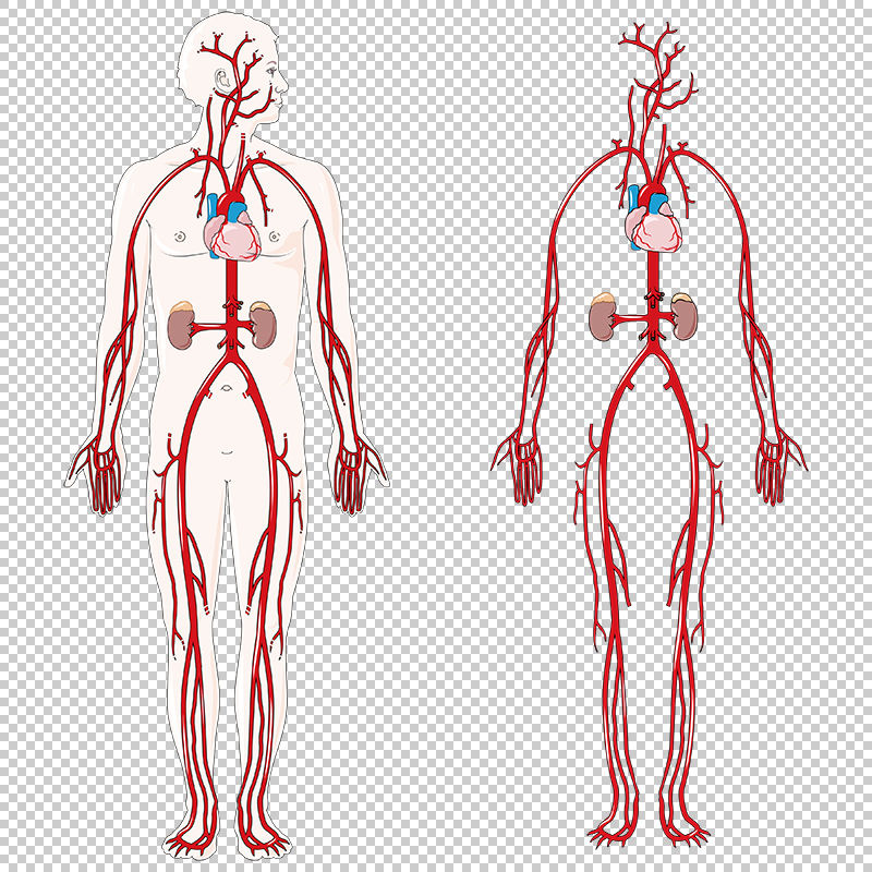 Arterial circulation vector Biology Diagrams