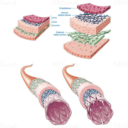 Arterial tunics vector