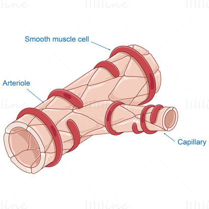 Arteriole and  smooth muscle cells vector