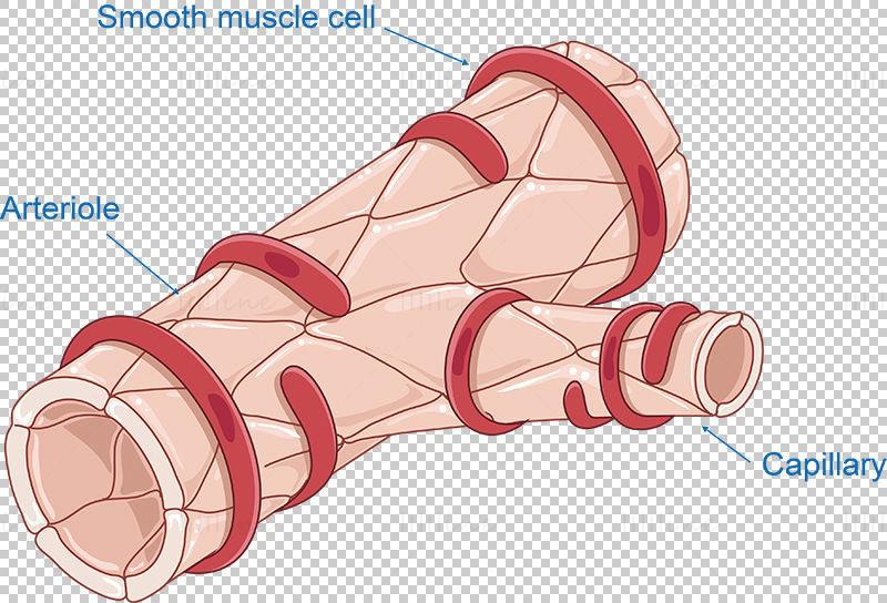 Vektor buněk arteriol a hladkého svalstva