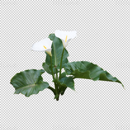 Arum lily png