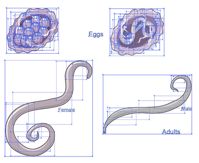 Ascaris Lumbricoïdes Vector Scientific Illustration 4402