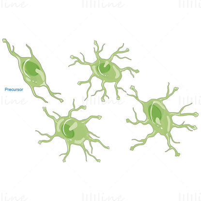 Astrocytes vector scientific illustration