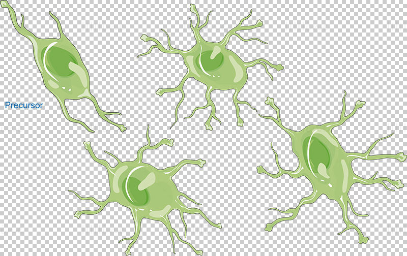 Astrocytes vector scientific illustration