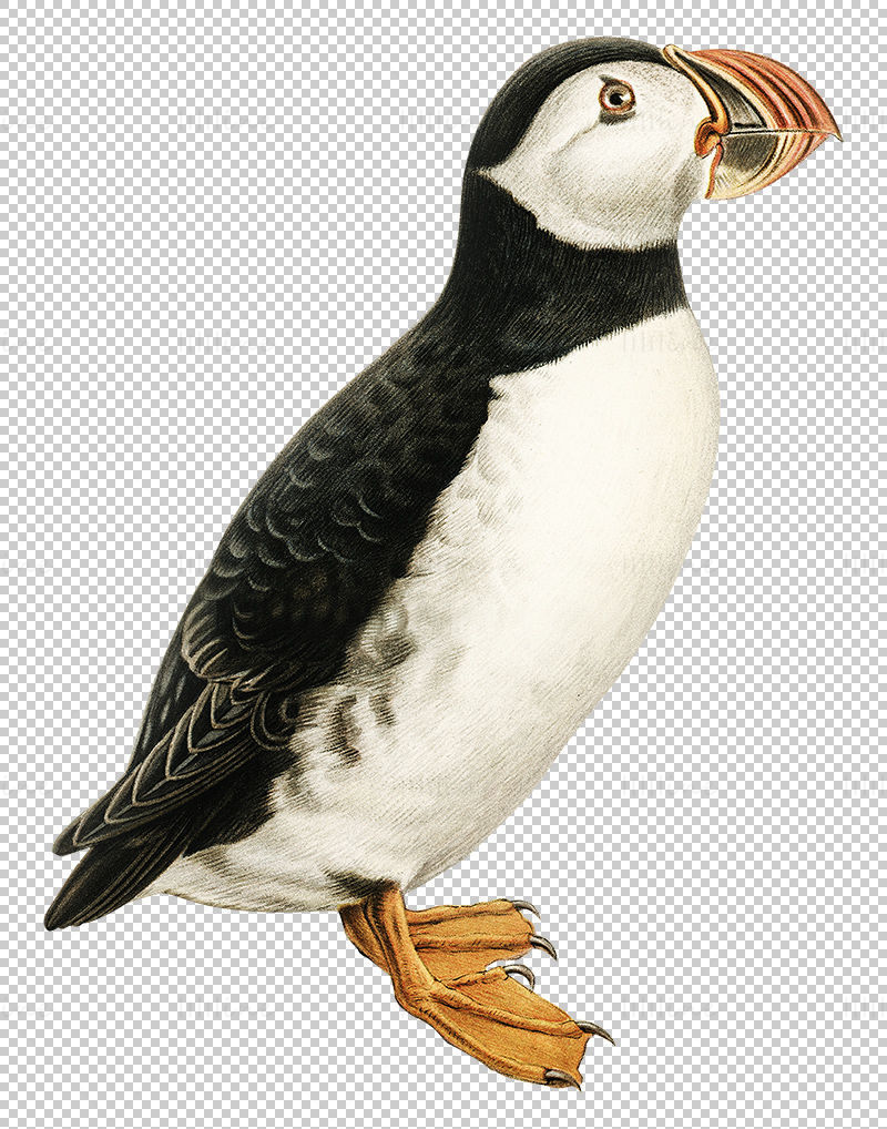 大西洋海雀 PNG