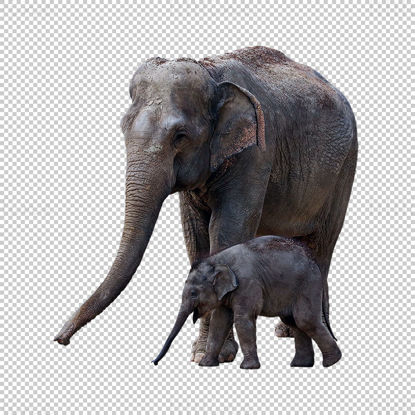 Бебе слон Майка слон png