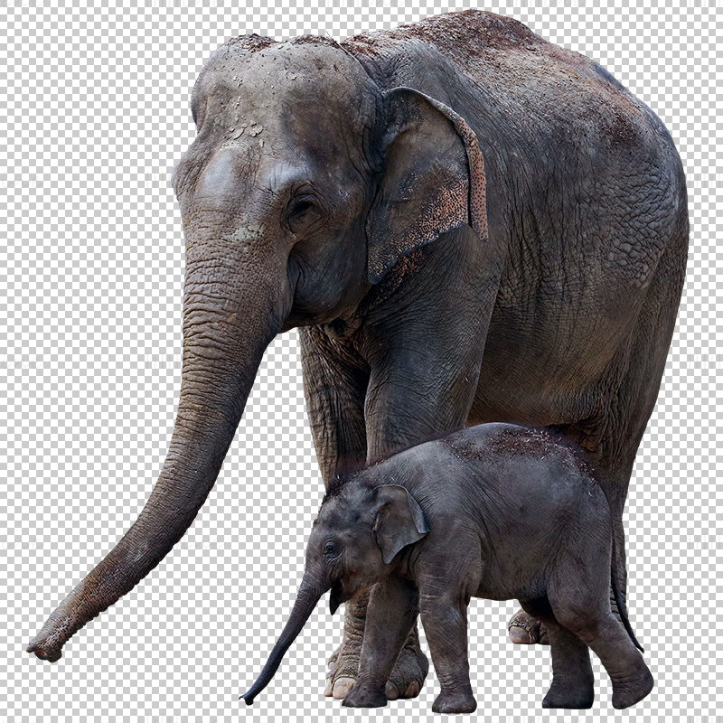 طفل الفيل أم الفيل png