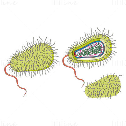 Bacterie vector wetenschappelijke illustratie