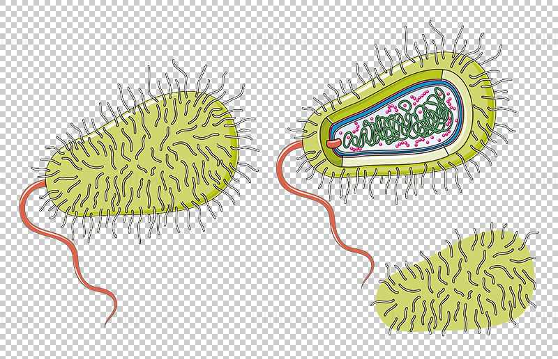 Bacterie vector wetenschappelijke illustratie