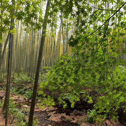 Bamboo Forest Photo