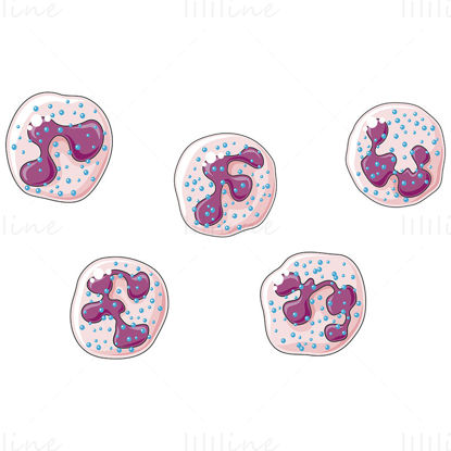 Basophil granulocytes vector