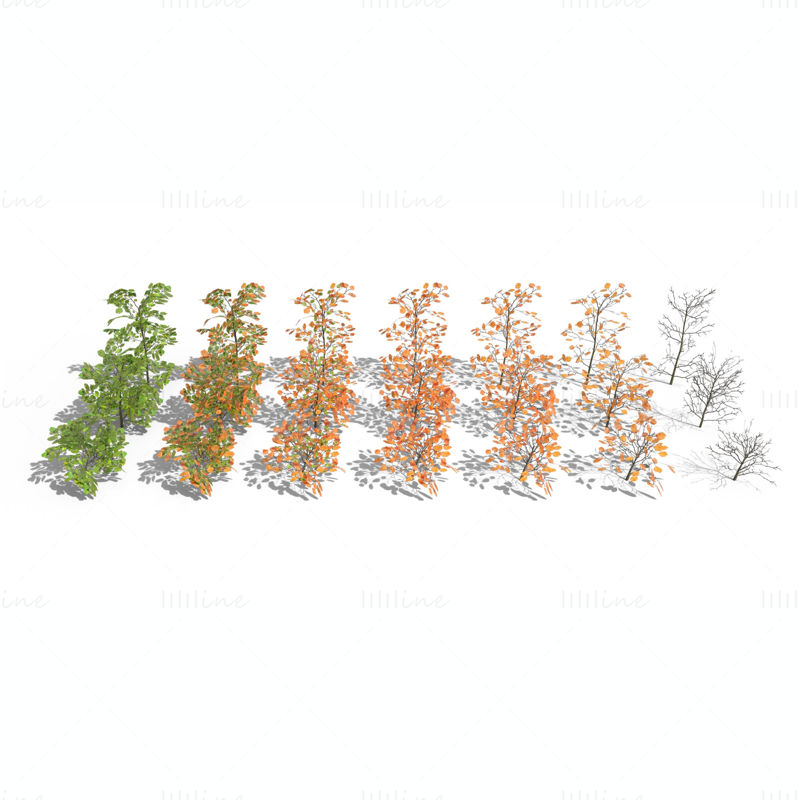 山毛榉灌木 3D 模型包