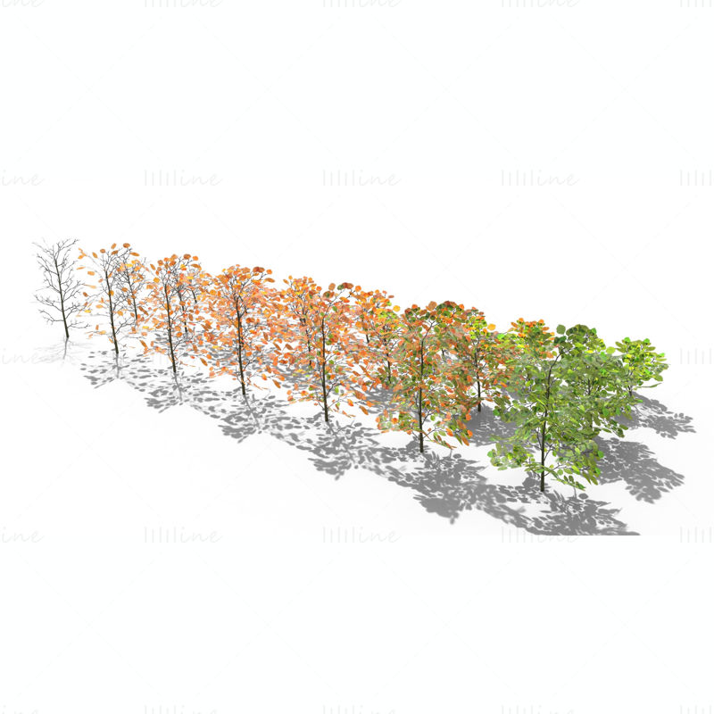 Pacchetto modello 3D di arbusti di faggio
