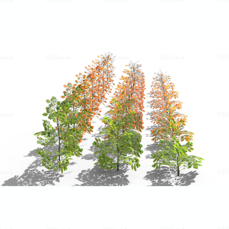 山毛榉灌木 3D 模型包