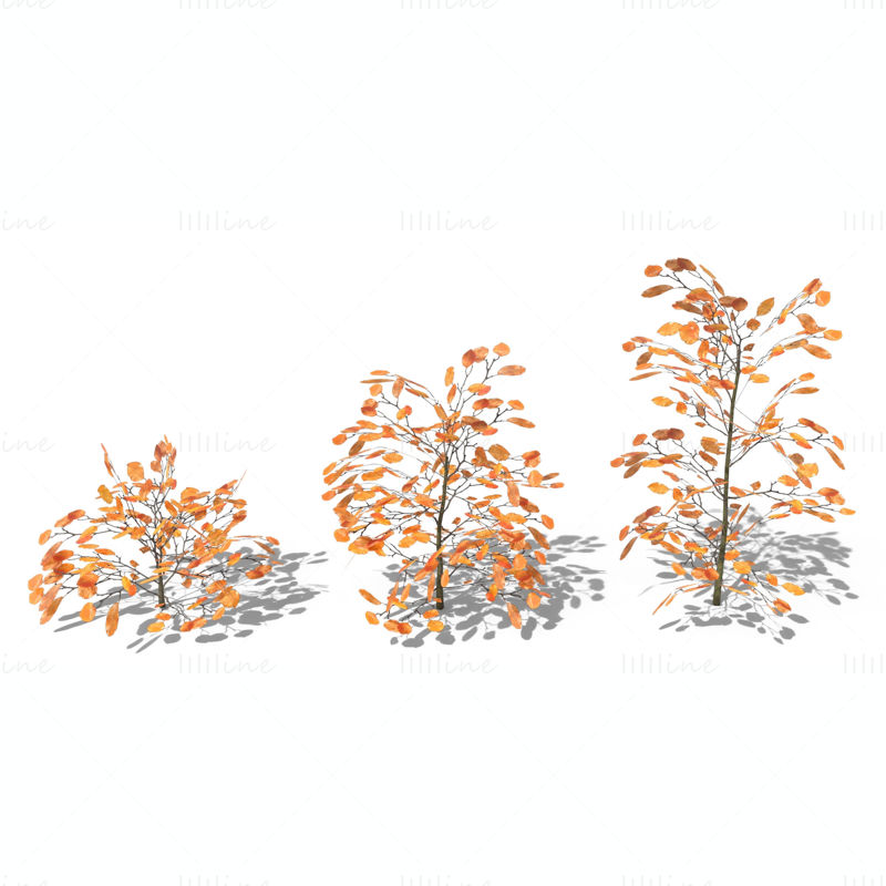 Pack de modèles 3D d'arbustes en hêtre