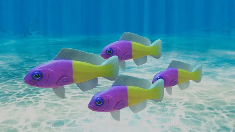 Bicolor Dottyback Fish 3D Model