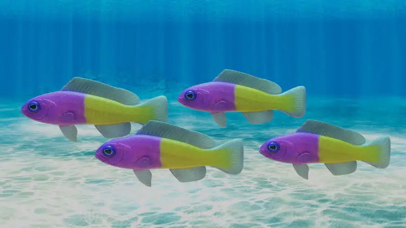 Bicolor Dottyback Fish 3D Model