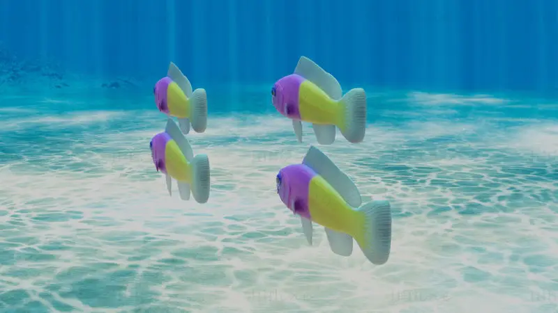 Bicolor Dottyback Fish 3D Model