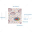 Bile secretion vector