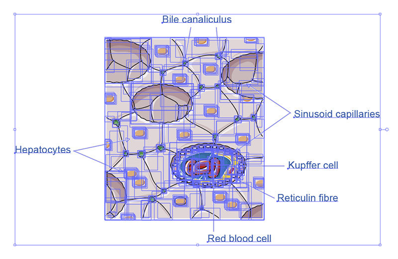 Bile secretion vector Biology Diagrams