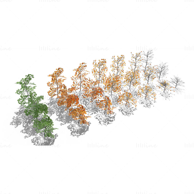 مجموعة نماذج شجيرات البتولا ثلاثية الأبعاد