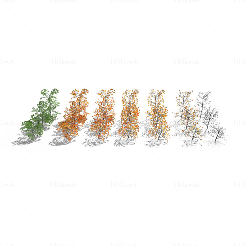 مجموعة نماذج شجيرات البتولا ثلاثية الأبعاد